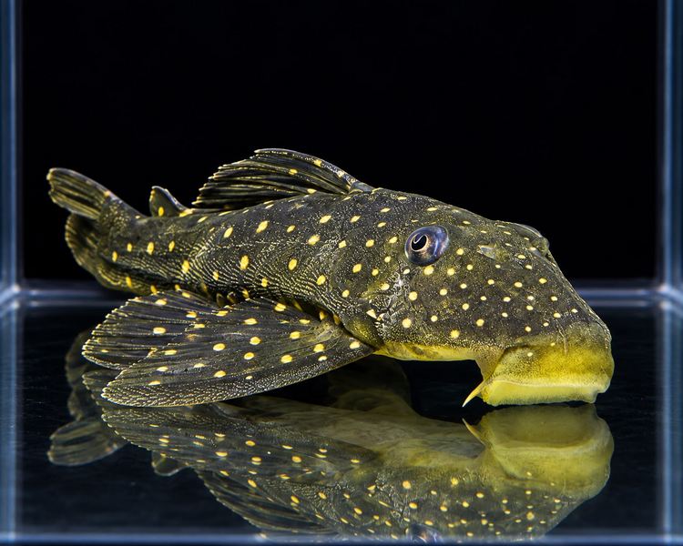 Phase 1 - Golden Sailfin Pleco - 15-18cm